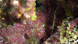 Image of Halimeda ghostpipefish