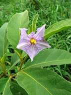 Image de Solanum campylacanthum subsp. campylacanthum