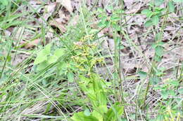 Habenaria novemfida Lindl. resmi