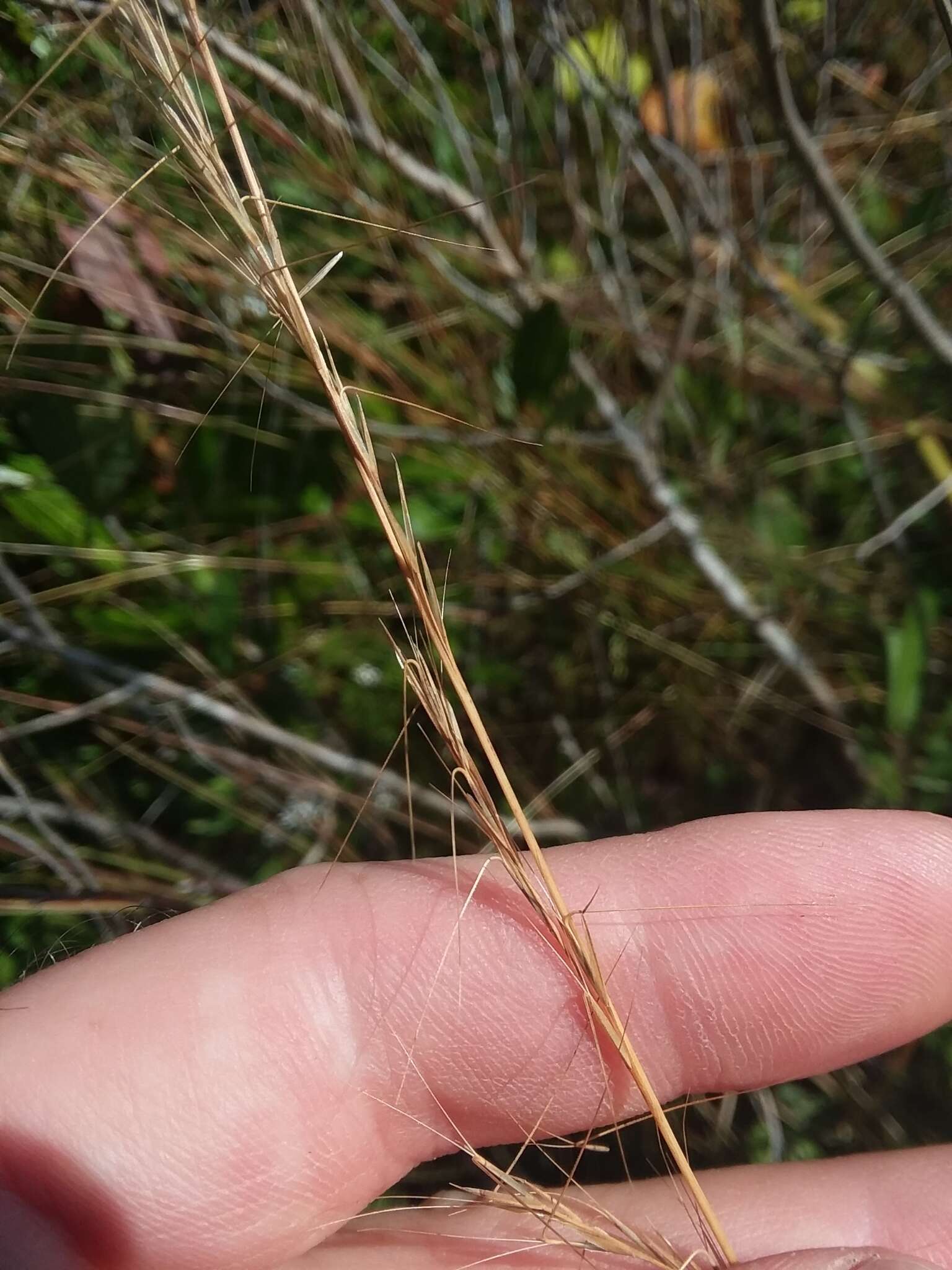 Imagem de Aristida virgata Trin.