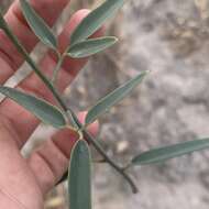 Image of Maerua juncea Pax