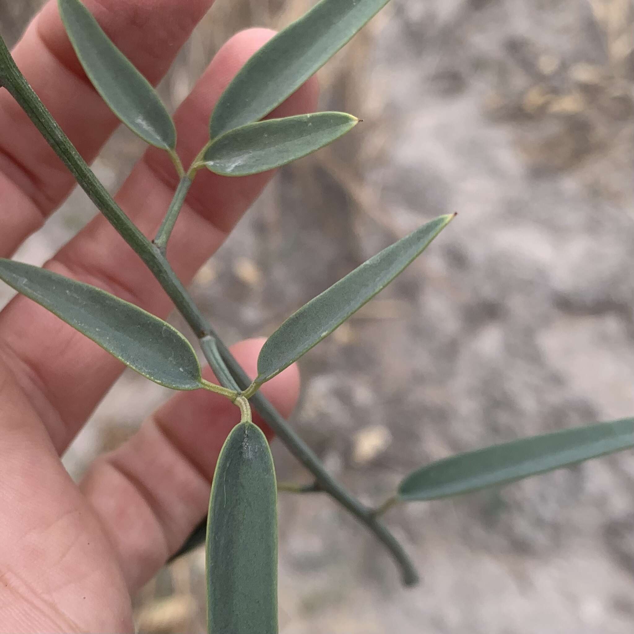 Image of Maerua juncea Pax