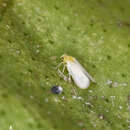 Image of Whitefly