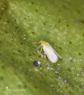 Image of Whitefly