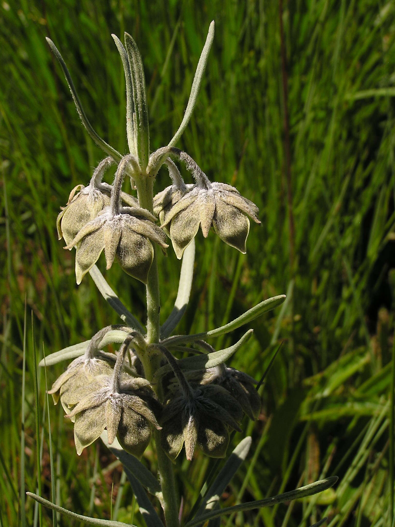 Image of Miraglossum davyi (N. E. Br.) F. K. Kupicha