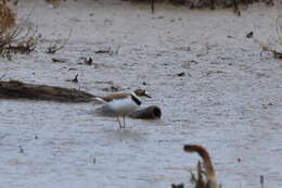 Image de Charadrius dubius curonicus Gmelin & JF 1789