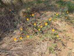 Image of Arizona poppy