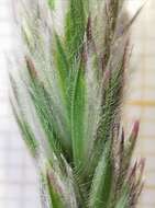 Image of Somerset hair grass