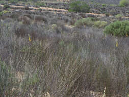 Image de Albuca clanwilliamae-gloria U. Müll.-Doblies