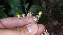 صورة Schistocarpha hondurensis Standl. & L. O. Williams