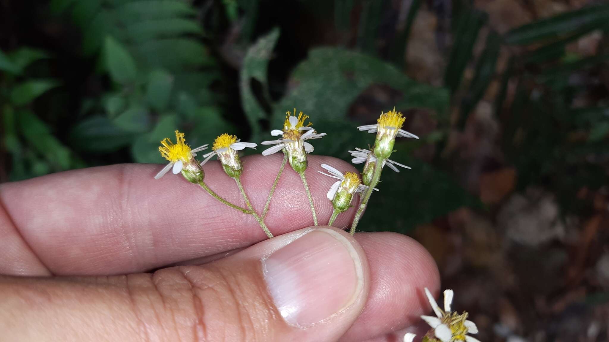 Schistocarpha hondurensis Standl. & L. O. Williams resmi