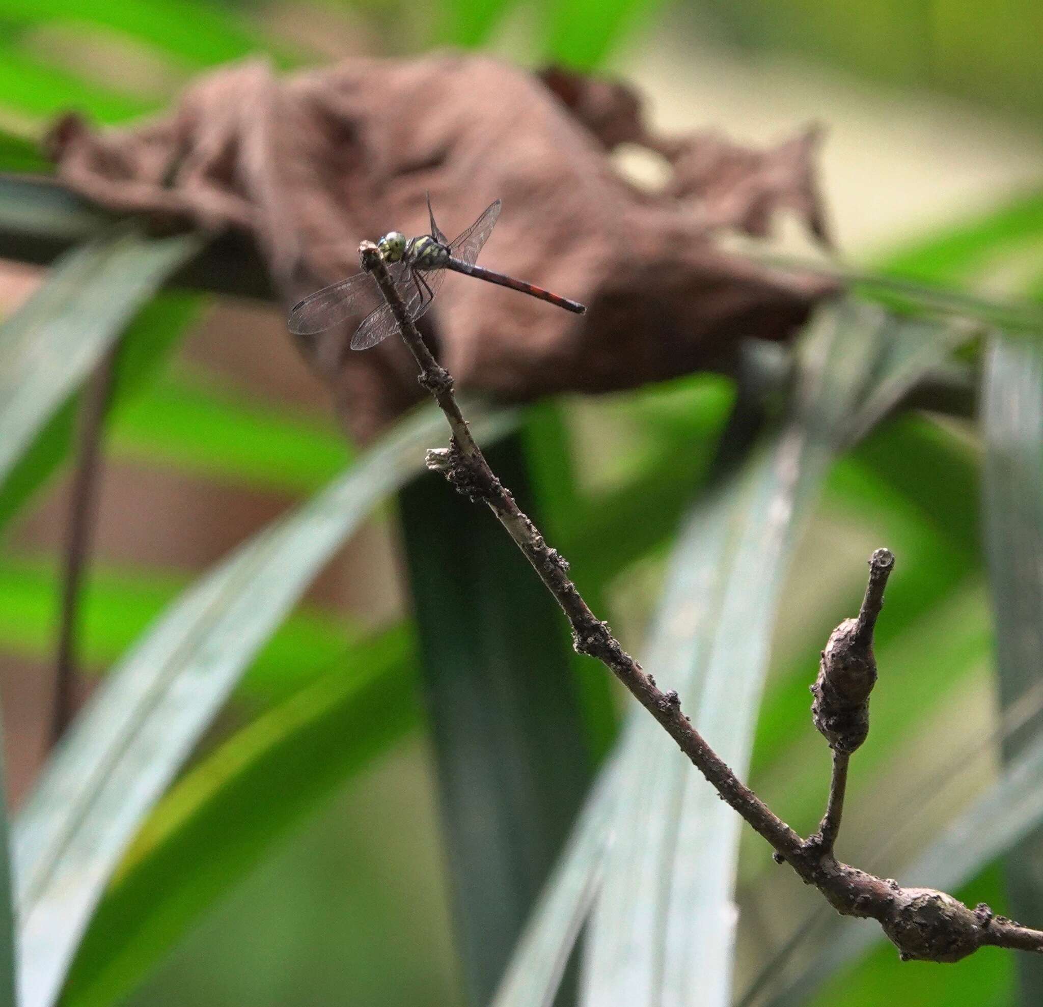 Nesoxenia lineata (Selys 1879) resmi