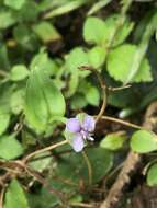 Murdannia bracteata (C. B. Clarke) J. K. Morton ex D. Y. Hong的圖片