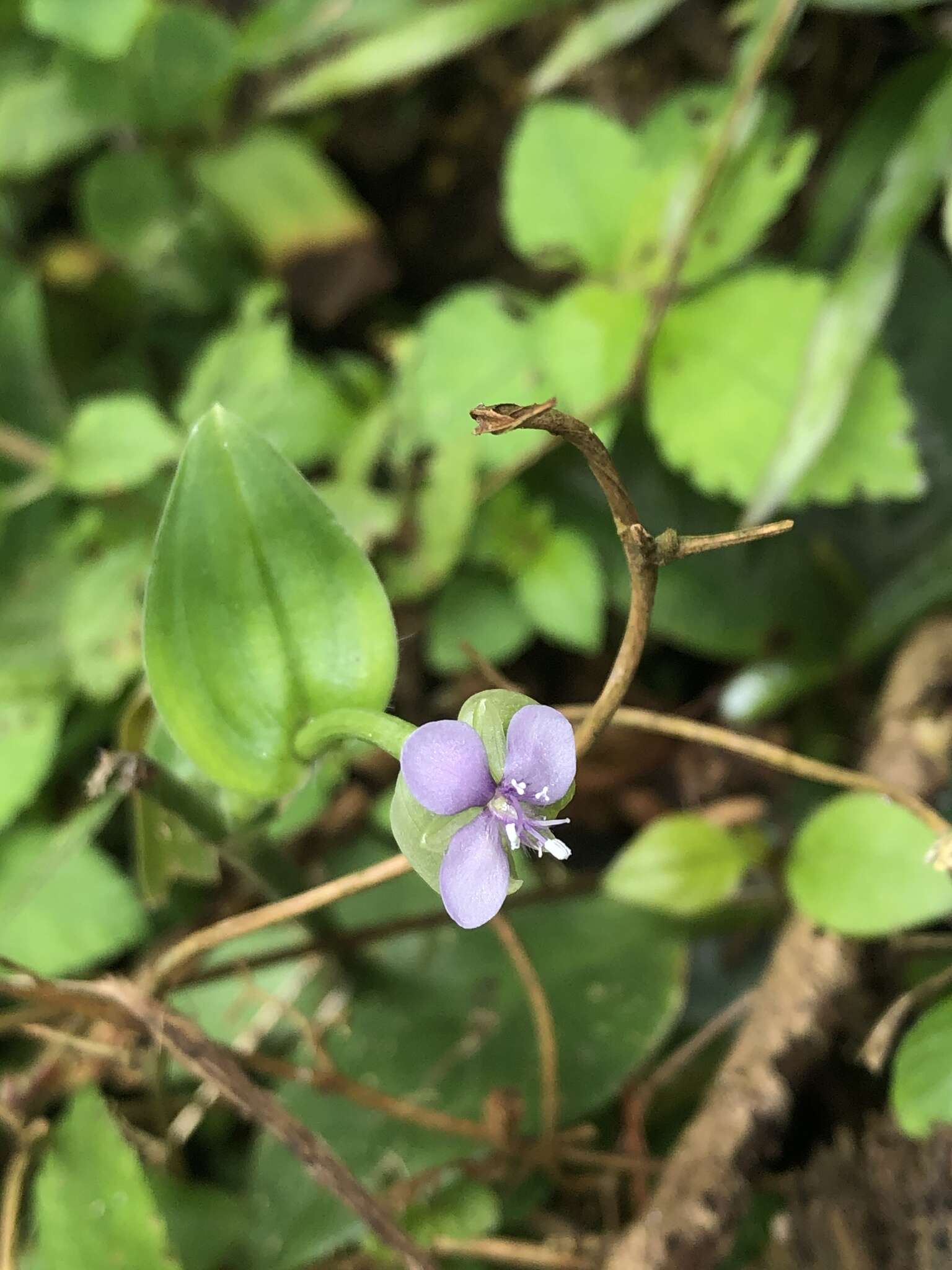 Murdannia bracteata (C. B. Clarke) J. K. Morton ex D. Y. Hong的圖片