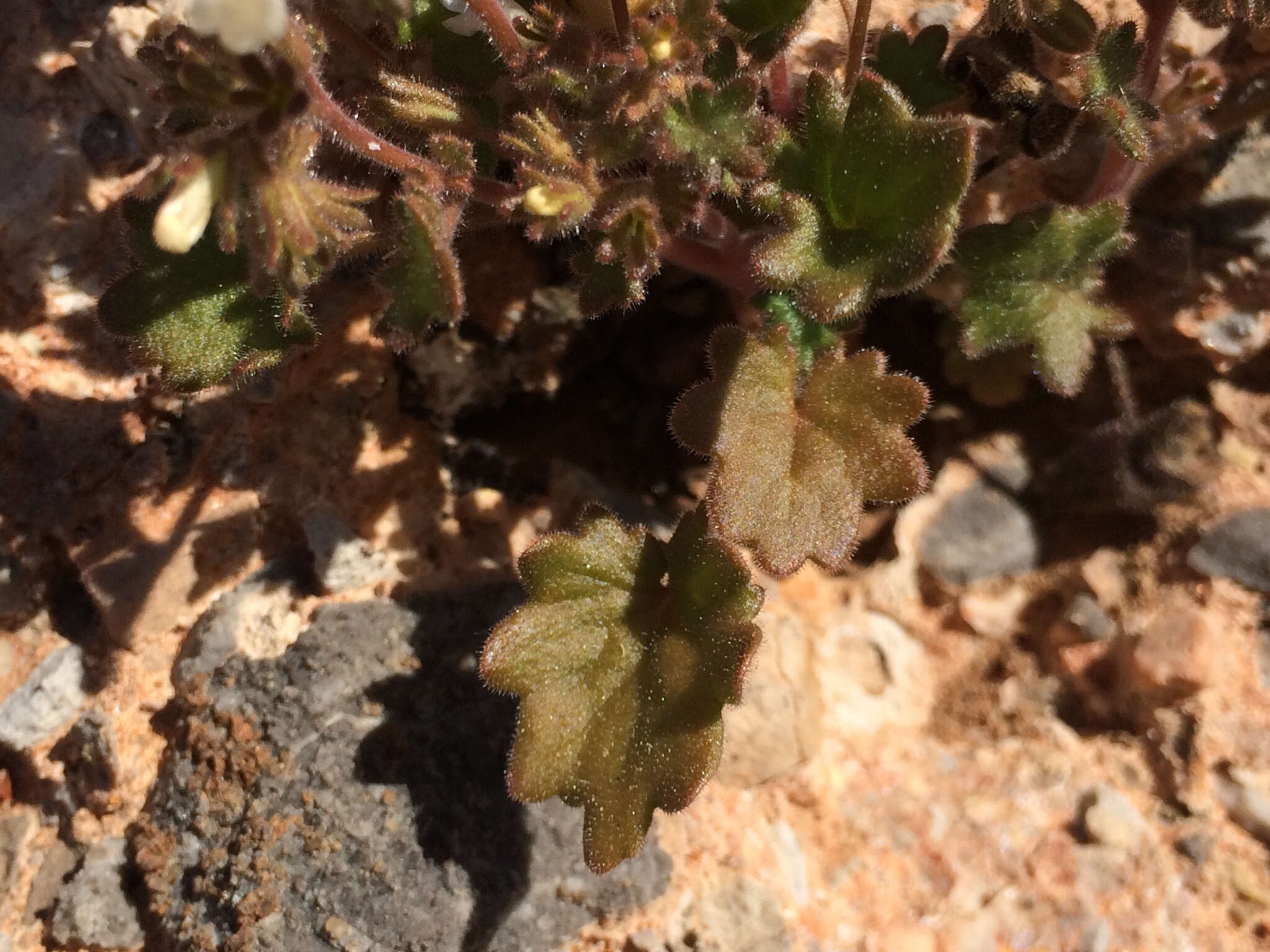 Image of roundleaf phacelia