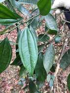 Image of laurel-leaf snailseed
