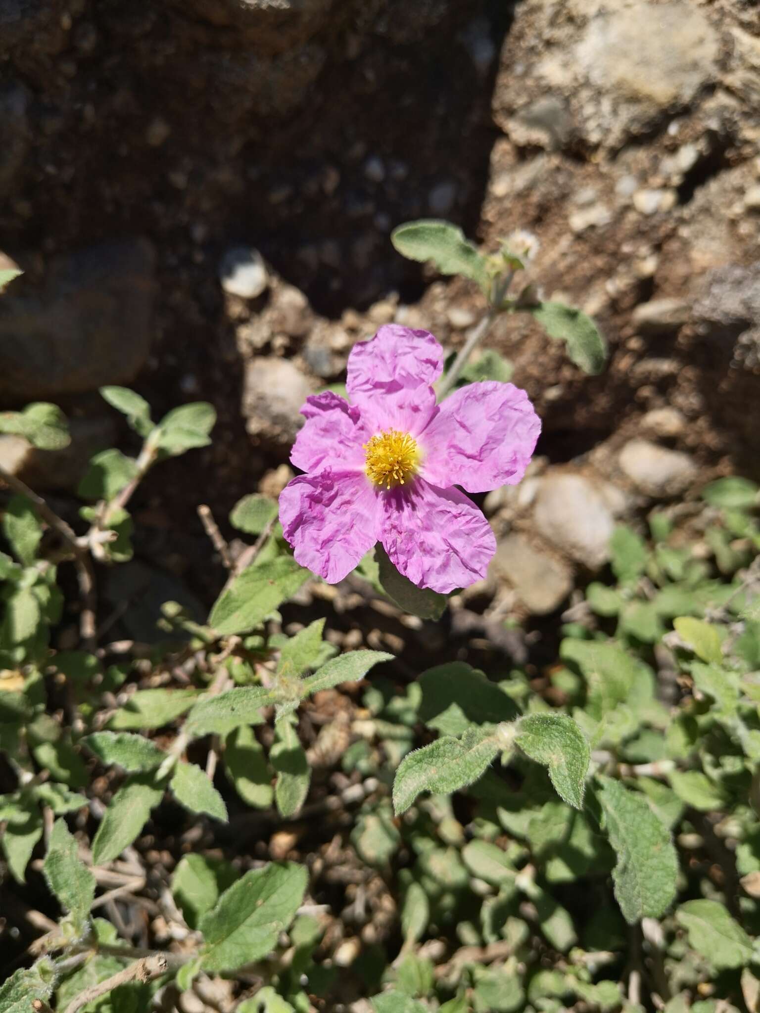 Image of Cistus creticus L.