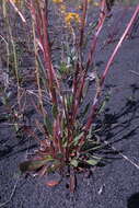 Image of Rayless Mountain Groundsel