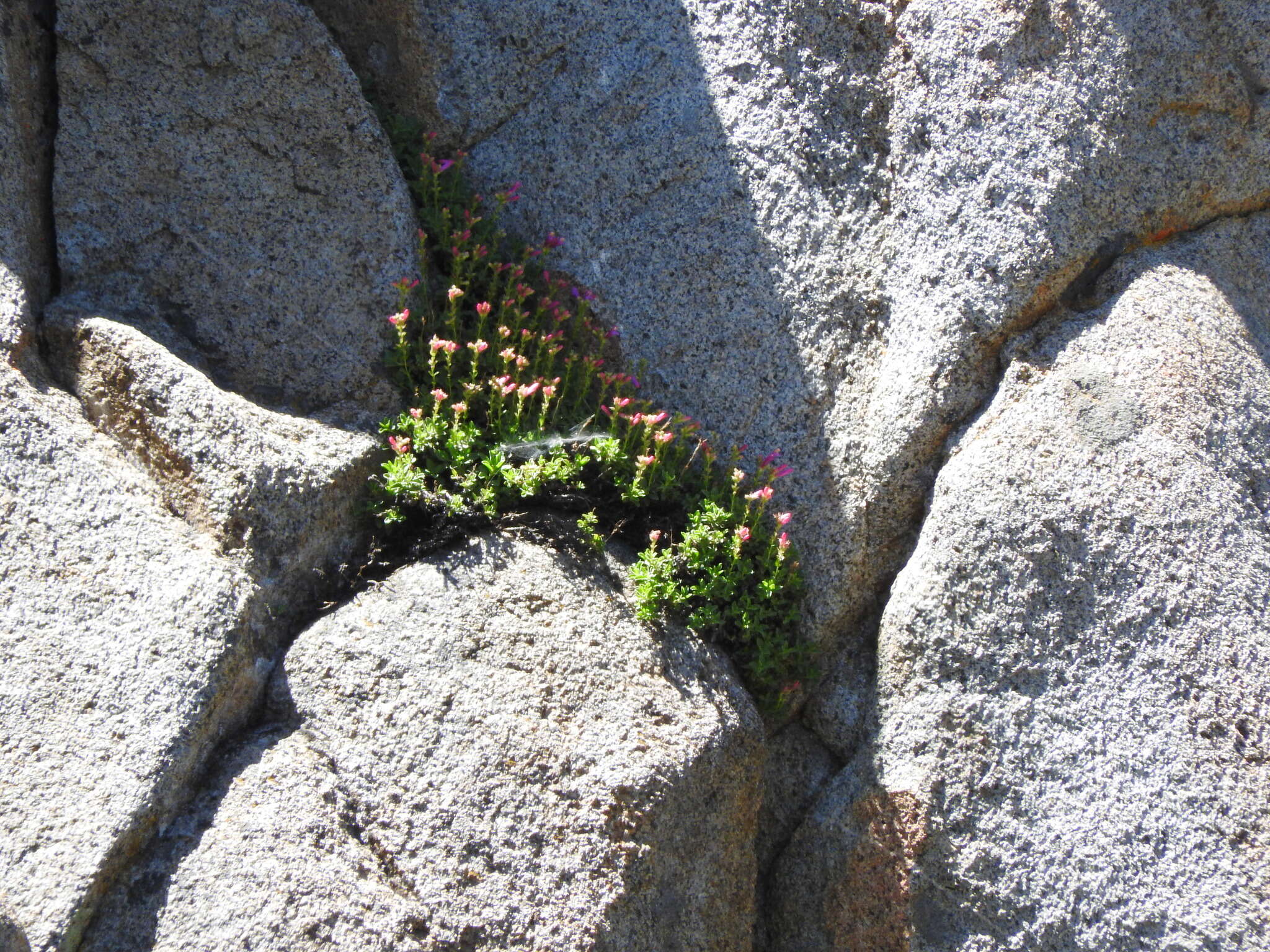 Слика од Penstemon newberryi Gray