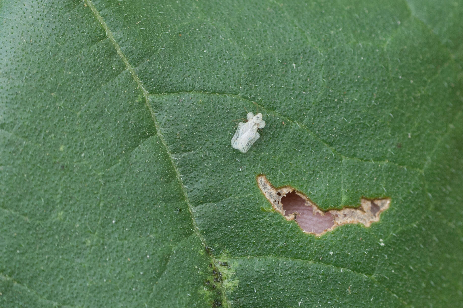 Image of Morrill lace bug