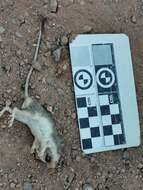 Image of Sinaloan pocket mouse