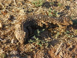 Image of Tiliqua rugosa aspera Gray 1845