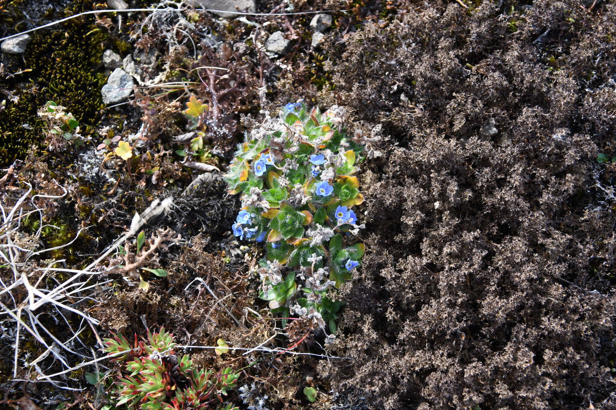 Image de Eritrichium villosum subsp. pulvinatum V. V. Petrovskii