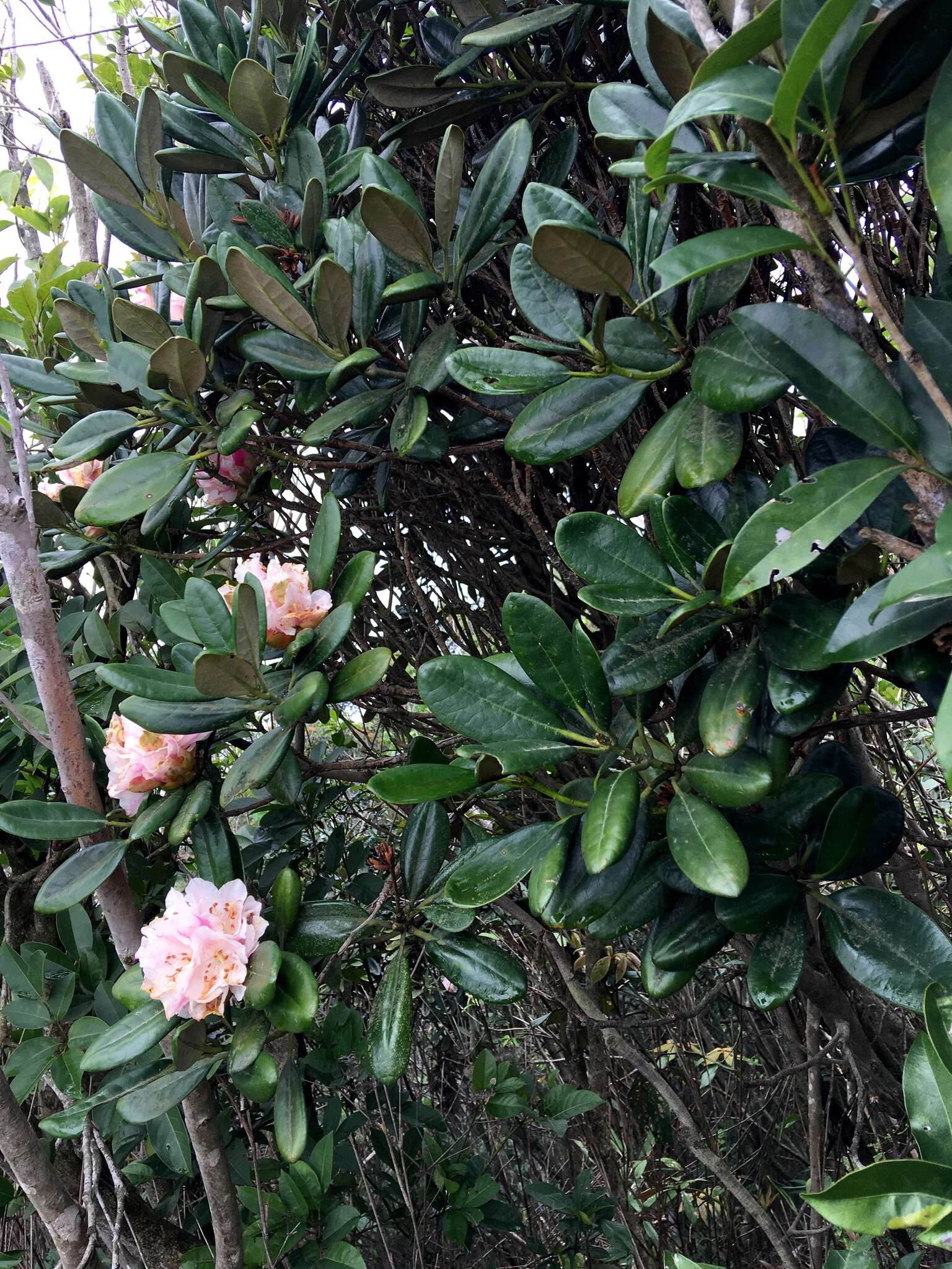 Imagem de Rhododendron simiarum Hance