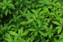 Image of Skimmia japonica f. repens (Nakai) Hara