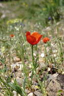 Image of Papaver minus (Bél.) Meikle