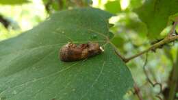 Image de Gonodonta nitidimacula Guenée 1852