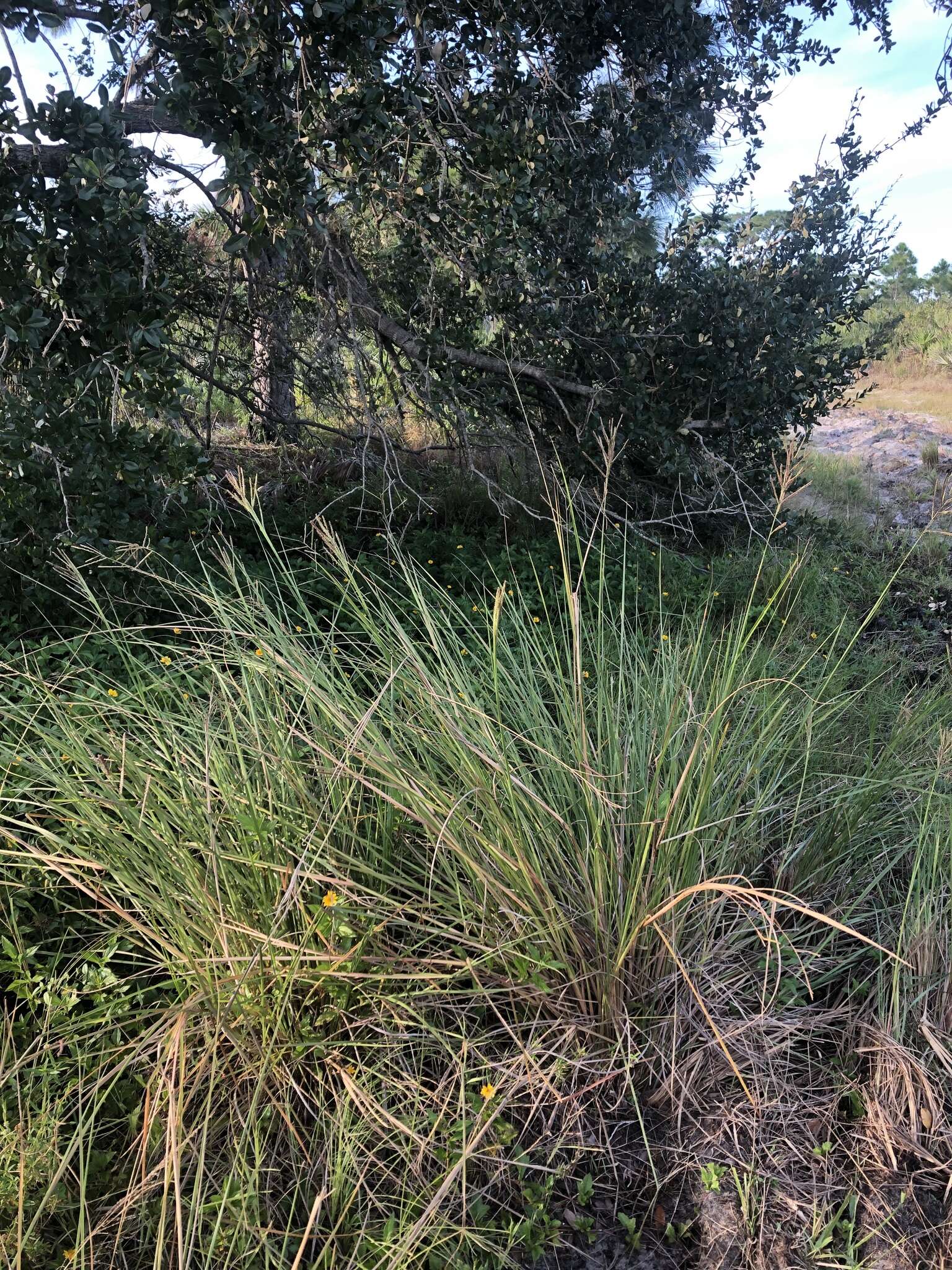 Image of Slender Ditch Crown Grass