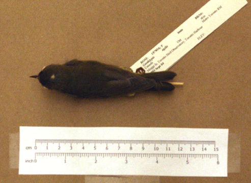 Image of Connecticut Warbler