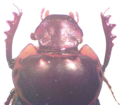 Слика од Onthophagus gazellinus Bates 1887