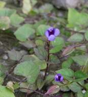 صورة Torenia asiatica L.