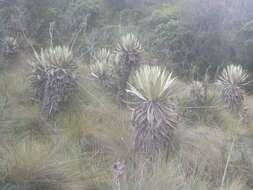 Image of Espeletia grandiflora Humb. & Bonpl.