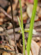 Caladenia nothofageti D. L. Jones, Molloy & M. A. Clem.的圖片