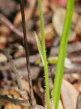 Image of Caladenia nothofageti D. L. Jones, Molloy & M. A. Clem.