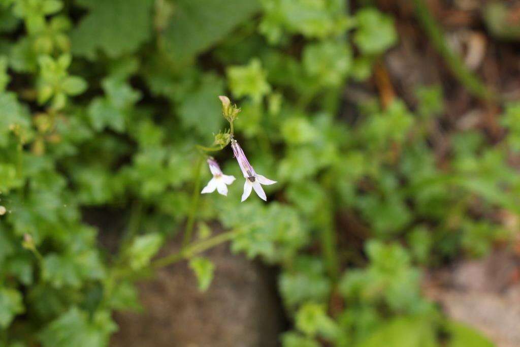 Plancia ëd Lobelia vanreenensis (Kuntze) K. Schum.