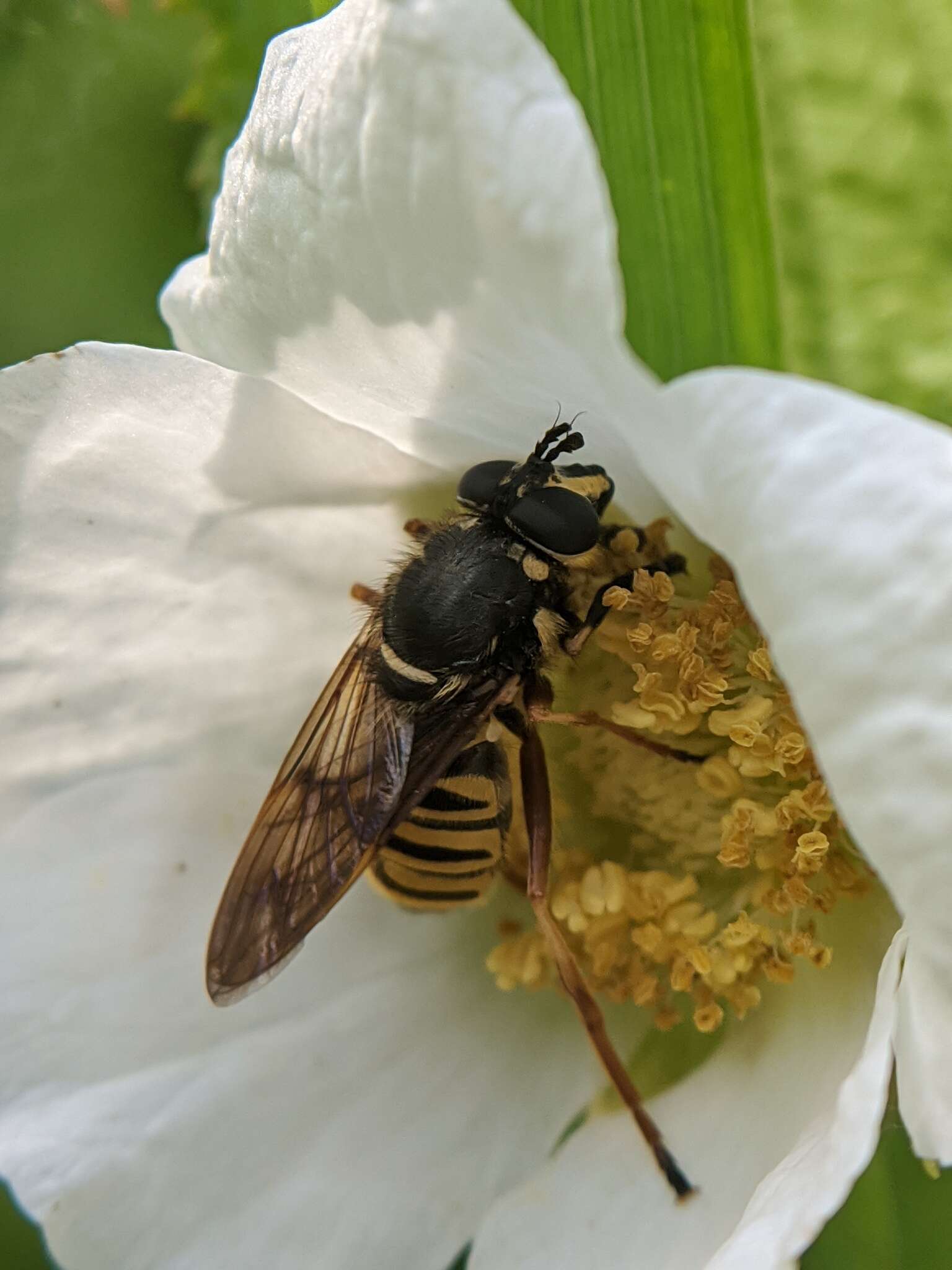 Image of Sphecomyia pattonii Williston 1882