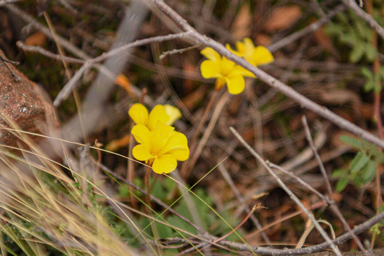 Imagem de Oxalis perdicaria (Mol.) Gunckel