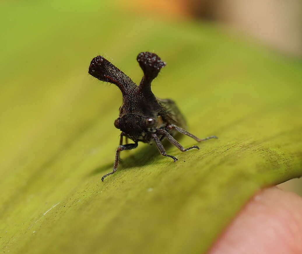 Imagem de Lubra spinicornis Walker