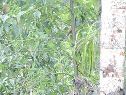 Image of Lined Antshrike