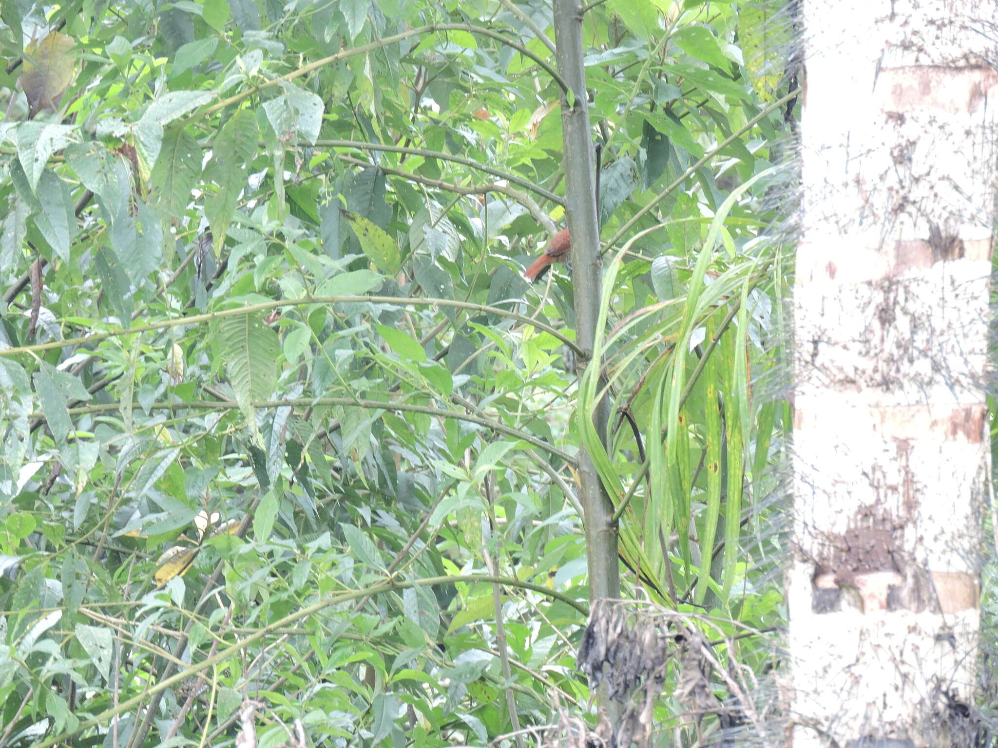 Image of Lined Antshrike