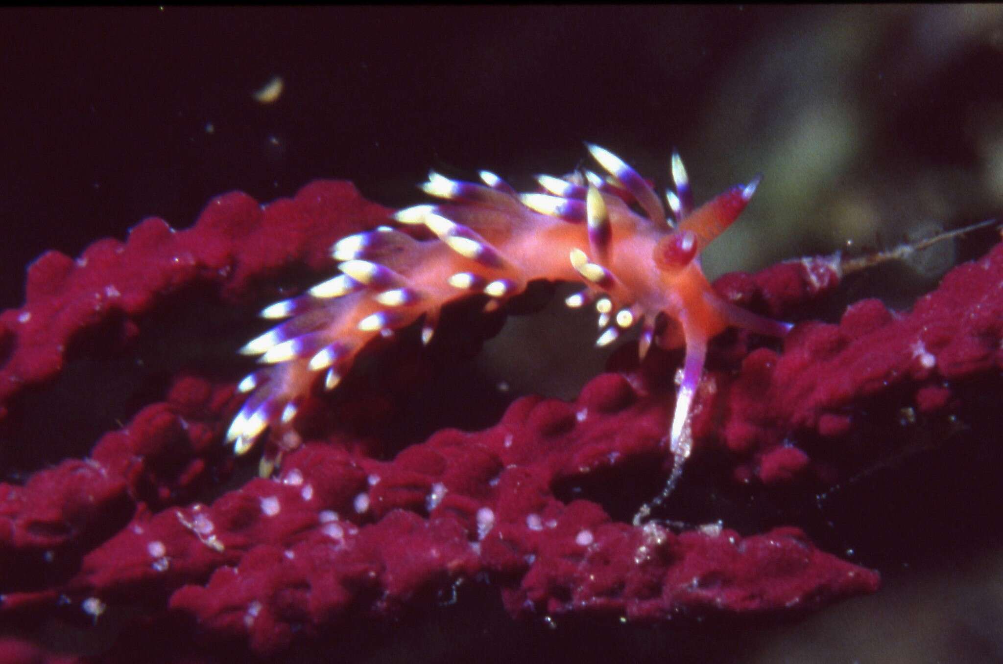 Image of Coryphellina marcusorum (Gosliner & Kuzirian 1990)