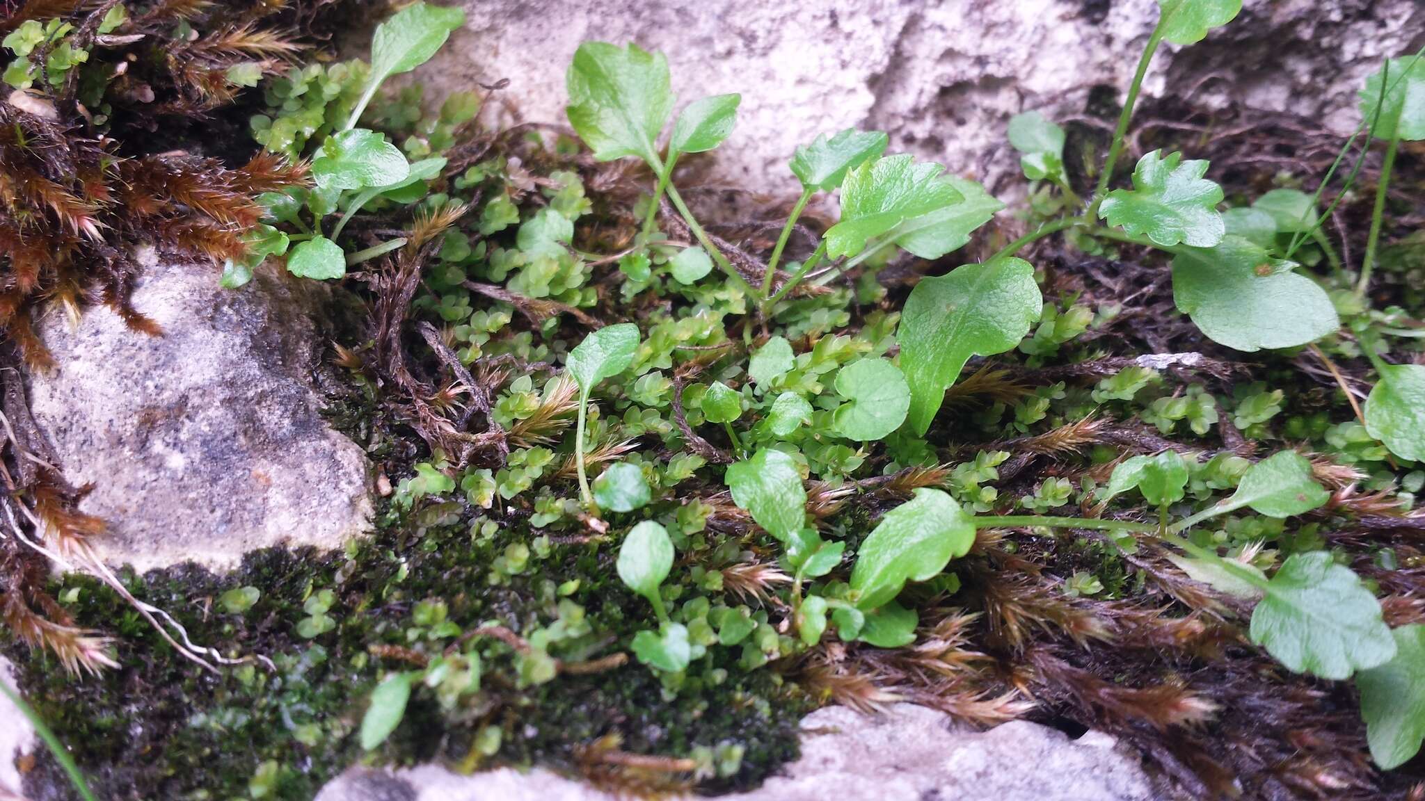 Image of cyrtomnium moss