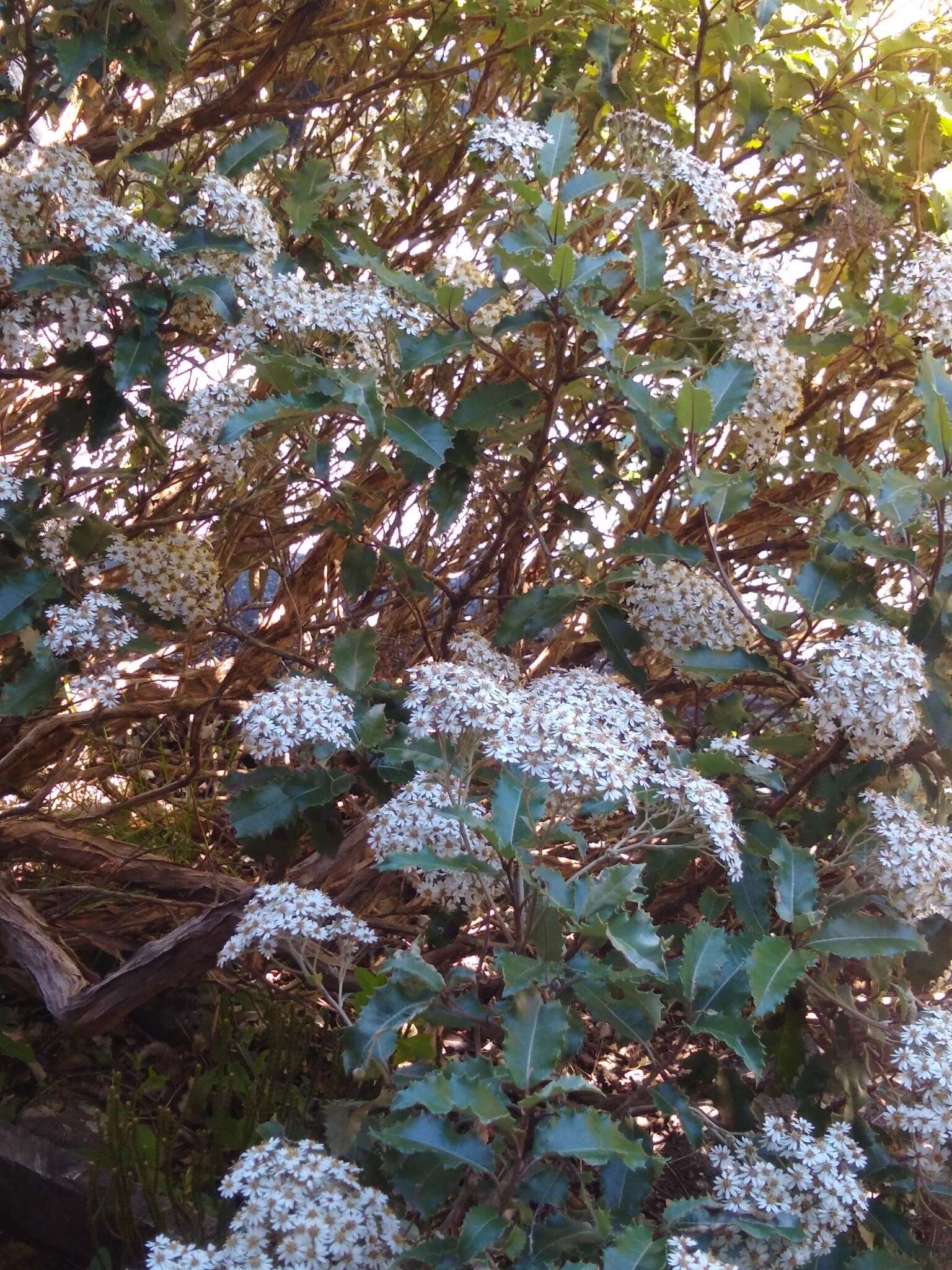 Imagem de Olearia macrodonta Baker