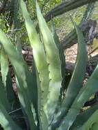 Image of Baja California Sur Agave