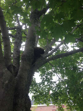 Image of North American porcupine