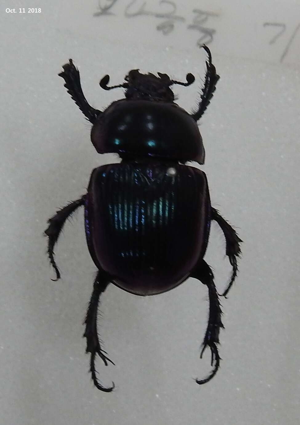 Image of Phelotrupes (Chromogeotrupes) auratus (Motschulsky 1857)